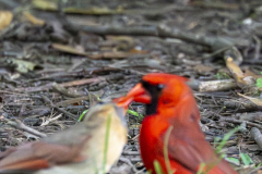 Bird Song Trail