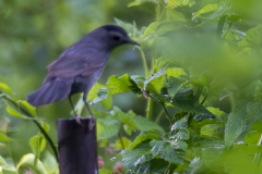BirdSong-