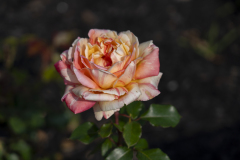 MaplewoodRoses2025-02249