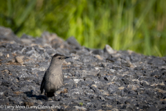 Montezuma Wildlife Refuge