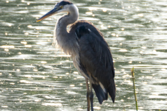 Montezuma-02584